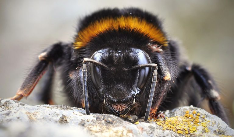 Arıların Ne Kadar Zeki Olduklarını Gösteren Deney