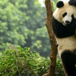 Pandalardaki Siyah Benekler