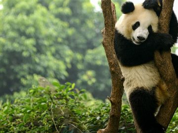 Pandalardaki Siyah Benekler