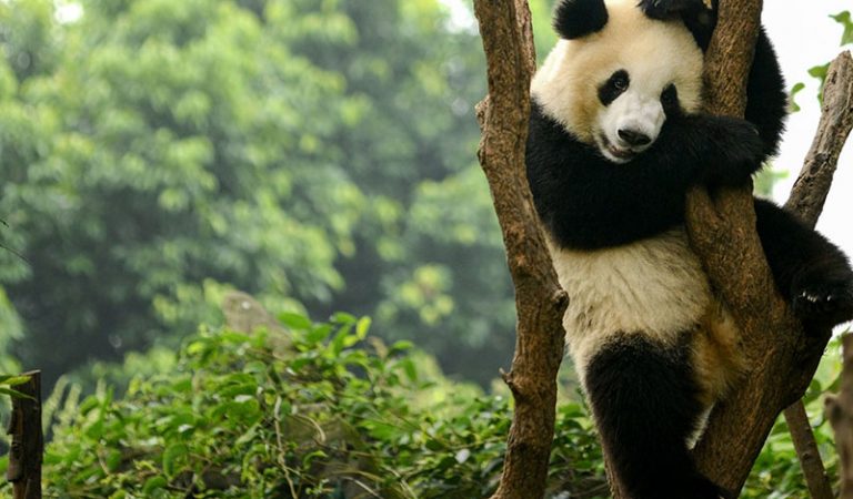 Pandaların Neden Siyah Benekleri Var?