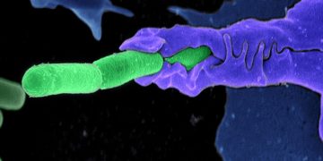 Bağışıklık Hücresi Şarbon Bakterisini Yutarken