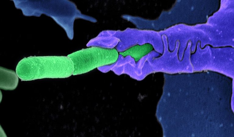 Bağışıklık Hücresi Bakteriyi Yutarken