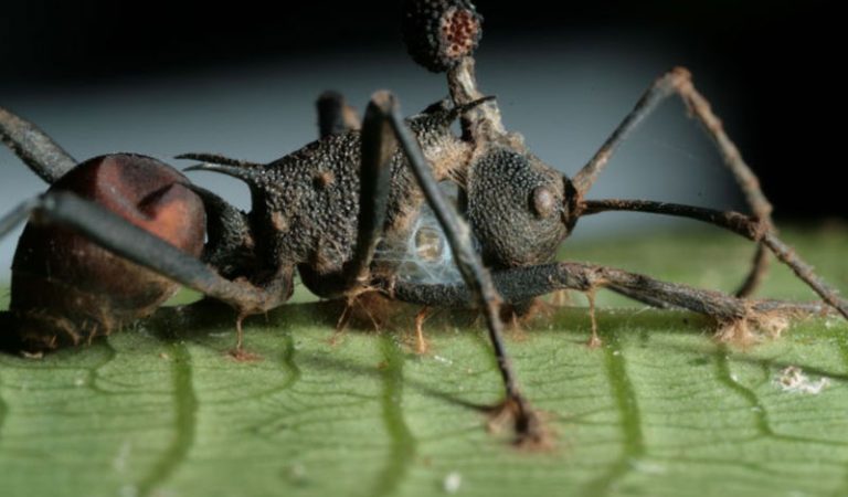 Karıncaları Zombiye Dönüştüren Mantar!